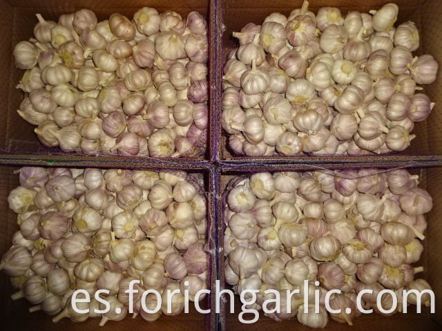 Fresh High Quality Normal Garlic 2019